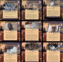 Gatitos en adopción