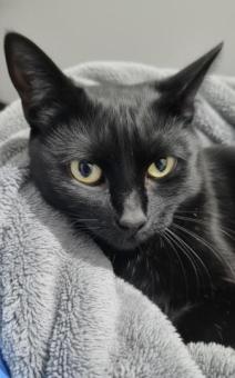 ​Mavis en adopción