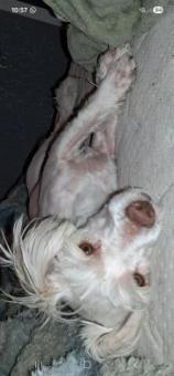 Maltés 8 meses hembra