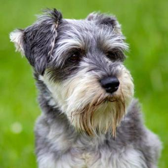 Mini Schnauzer para adopción