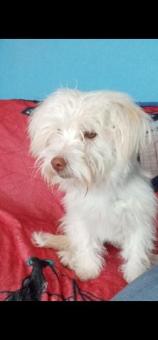 Adopta a perrita talla chica