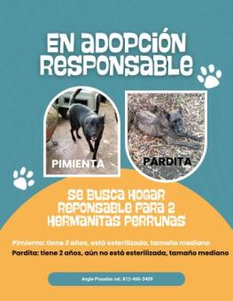 Adopción de 2 hermanitas perrunas
