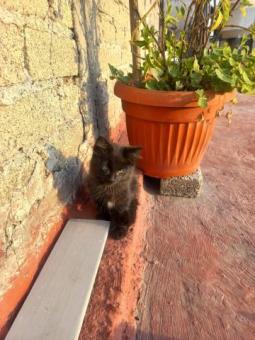 Sirius busca familia