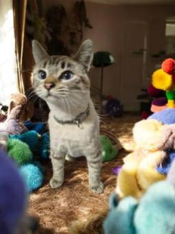 Gatita hermosa de 6 meses en adopción