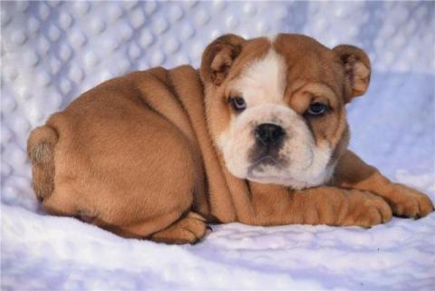 REGALO Cachorros de Bulldog Inglés