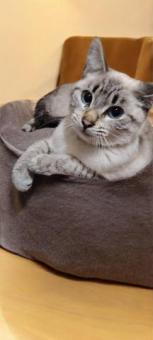 Ámbar en adopción responsable