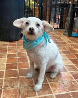 Polvoron, perro talla chica