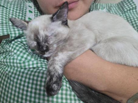 Adopta a pimienta es un amor de gata