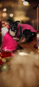 Capuchina en adopción