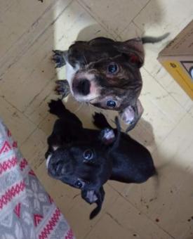 CACHORROS ABANDONADOS EN ADOPCIÓN