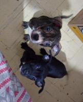 CACHORROS ABANDONADOS EN ADOPCIÓN