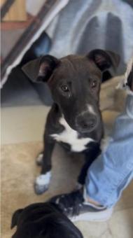 Cachorro talla grande