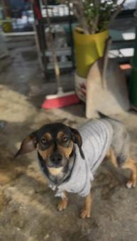 Perrita talla pequeña