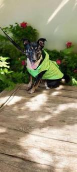 Franchesca en adopción responsable