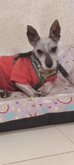 Lucas en adopción responsable  snauzer