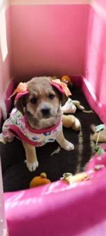 Cachorrita en adopción responsable