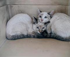 Luna y mia en adopción