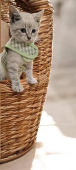 En adopción responsable 3 meses