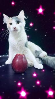 Puchi 7 meses en adopción responsable