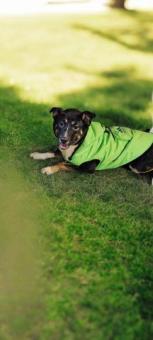 Capuchina en adopción