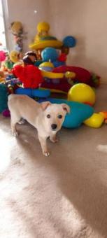 En adopción responsable