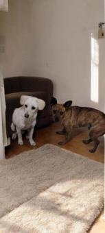 Tomy y bella en adopción juntos