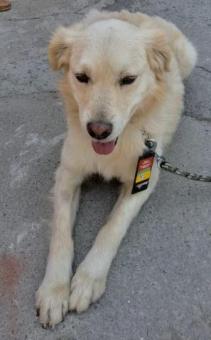 Perrito en Adopción Responsable