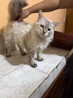 Siames tabby point busca familia