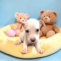 Bebe de dos meses en adopción responsable