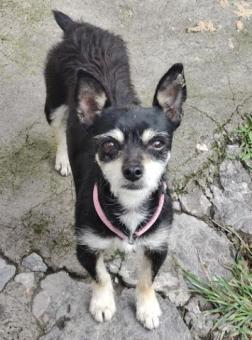 PERRITOS TALLA CHICA EN ADOPCION RESPONSABLE - CDMX