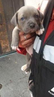 Hermanos en adopción