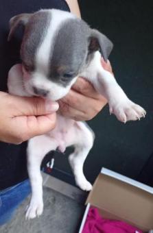 Cachorros en adopción