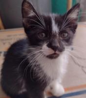 GATITOS en ADOPCIÓN