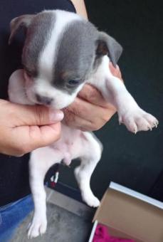 Hermanitos en adopción