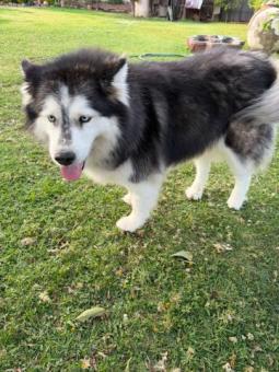 Se busca un nuevo hogar