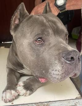 Adopción para Pit Bull