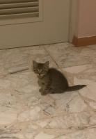 Pongo en adopción un gatito