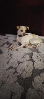 Blanquita en adopción