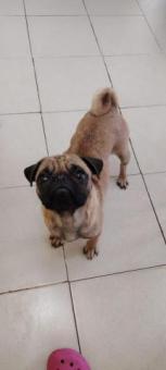 Pug  almendra en adopción responsable