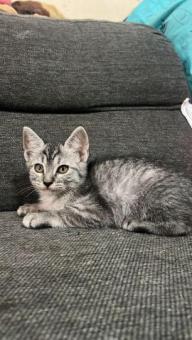 gatitos en adopcion ecatepec solo gente responsable