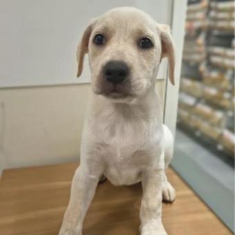 7 peluditos en adopción