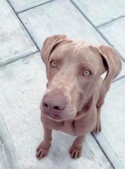 Se busca un nuevo hogar