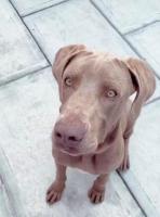 Se busca un nuevo hogar