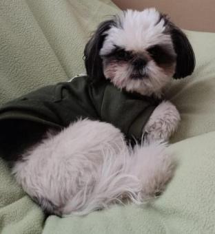 Cachorro Shih-tzu