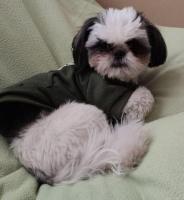 Cachorro Shih-tzu