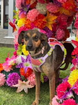Aria en Adopción