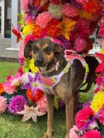 Aria en Adopción