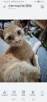 Gatita en adopción