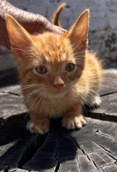 Gatitos naranjosos en adopción