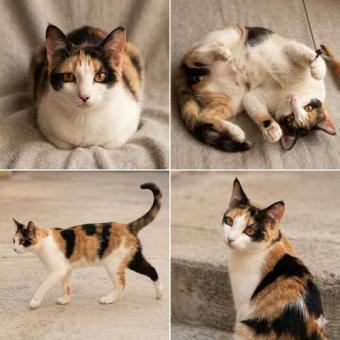 Gatita en adopción